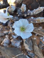 Monsonia multifida