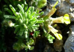 Ajuga chamaepitys