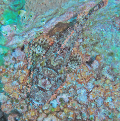 Scorpaenopsis oxycephalus