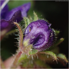 Phacelia parryi