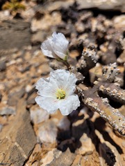 Monsonia multifida