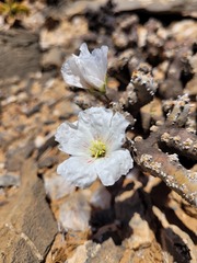 Monsonia multifida