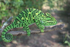 Chamaeleo zeylanicus