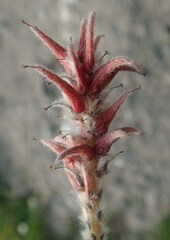 Salix arctica