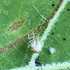 Theridion