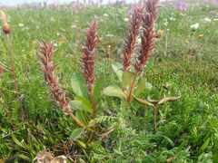 Salix arctica
