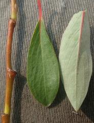 Salix arctica