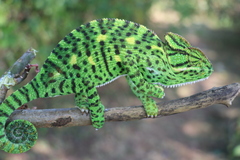 Chamaeleo zeylanicus