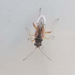 Nysius