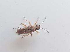 Nysius