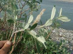 Salix alaxensis