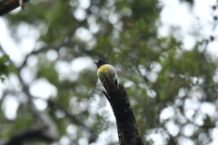 Petroica macrocephala macrocephala