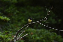 Petroica macrocephala macrocephala