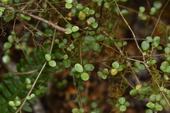 Neomyrtus pedunculata