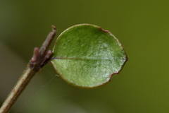 Neomyrtus pedunculata