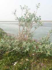 Salix alaxensis