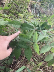 Rubus croceacanthus