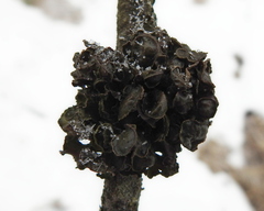 Tuckermanopsis sepincola