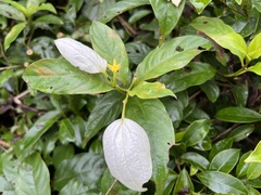Mussaenda formosanum