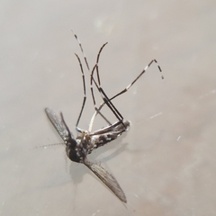Stegomyia