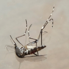 Stegomyia