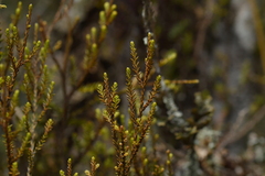 Lepidothamnus intermedius