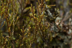 Lepidothamnus intermedius