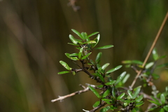Coprosma propinqua