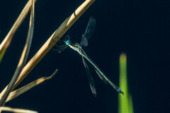 Lestes plagiatus