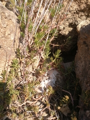 Petrosedum sediforme