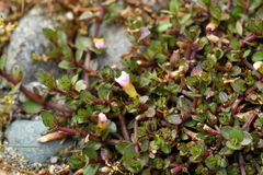 Gratiola sexdentata