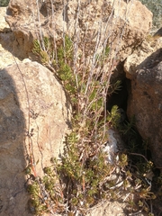 Petrosedum sediforme