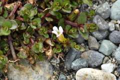 Gratiola sexdentata