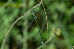 Lestes plagiatus