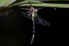 Austrogomphus amphiclitus