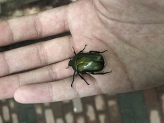 Pseudotorynorrhina japonica