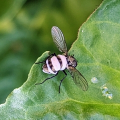 Entomophthora muscae