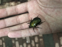 Pseudotorynorrhina japonica