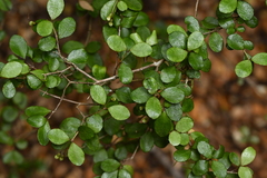 Neomyrtus pedunculata