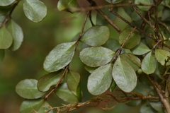 Neomyrtus pedunculata