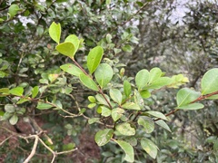 Syzygium elliptifolium