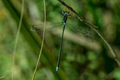 Lestes plagiatus