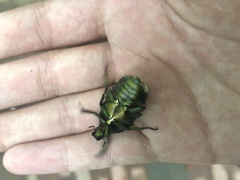 Pseudotorynorrhina japonica