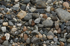 Uresiphita maorialis