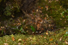 Adenochilus gracilis