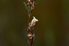 Dracophyllum oliveri