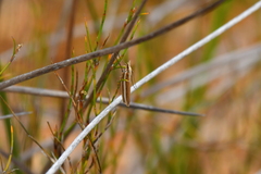 Orocrambus siriellus