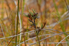 Dracophyllum oliveri