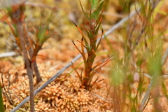 Dracophyllum oliveri