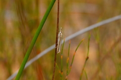 Orocrambus siriellus